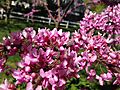 2013-05-04 15 03 15 Cercis canadensis blossums in Ewing, NJ