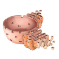 201601 Endoplasmic reticulum