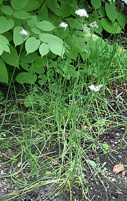 Allium ramosum 03.jpg