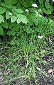 Allium ramosum 03
