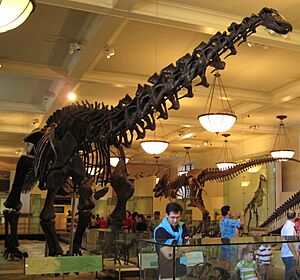 Archivo:Apatosaurus