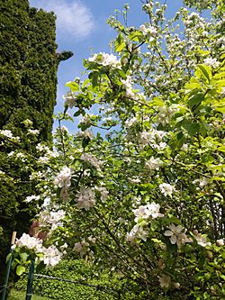 Apple-Blossoms-Summer-cathcart.jpg