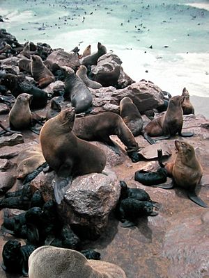 Archivo:Arctocephalus Pusillus Pusillus