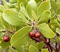 Arctostaphylos pungens 5