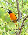 Baltimore oriole male