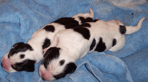 Archivo:Beagles Puppies