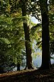 Beech trees in Blenheim Park - geograph.org.uk - 1016383
