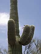 Big saguaro