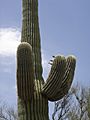 Big saguaro