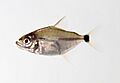 Catoprion mento (juvenile)