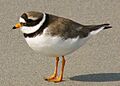 Charadrius hiaticula He