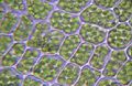 Chloroplasten