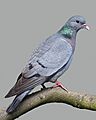 ColumbaOenas
