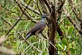 Columba junoniae 163958122