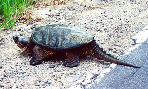 Archivo:Common Snapping Turtle 1994