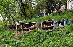 Archivo:Conejos en Ohrid, Macedonia, 2014-04-17, DD 27