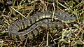 Daimondback Watersnake