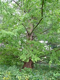 Archivo:Dawn Redwood Metasequoia glyptostroboides Tree 2448px
