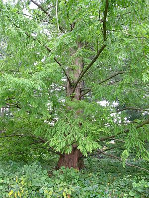 Archivo:Dawn Redwood Metasequoia glyptostroboides Tree 2448px