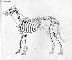 Archivo:Dog anatomy lateral skeleton view