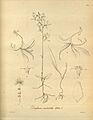 Drakaea irritabilis