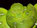 Emerald tree boa444