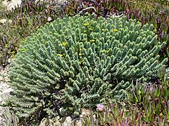 Archivo:Euphorbia pithyusa 2 (Corse)