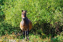 Archivo:Exmoor Pony1