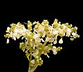 Filipendula ulmaria 10 ies
