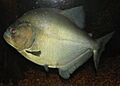 Fish at Louisville Zoo