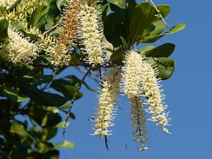 Archivo:Flowering Macadamia