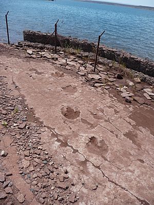 Archivo:Fossil footprints near Villa El Chocón