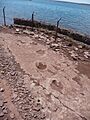 Fossil footprints near Villa El Chocón