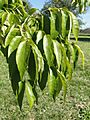 Fraxinus americana - University of Kentucky Arboretum - DSC09335