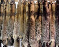 Archivo:Fur crossfox