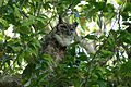 Great Horned Owl (Bubo virginianus)