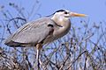 Great blue heron02 - natures pics