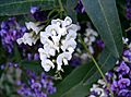 Hardenbergia violacea4
