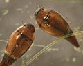Hydroscapha natans01