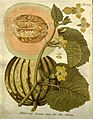 Icones plantarum medico-oeconomico-technologicarum cum earum fructus ususque descriptione = (Tab. 129) (8096973979)