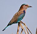 Indian Roller I2m IMG 9934