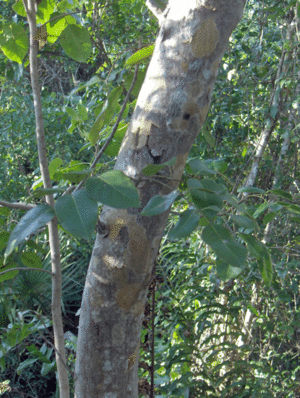 Archivo:Jamaica-Dogwood bark (5606465113)