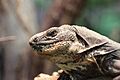 Kemba - Ctenosaura melanosterna - Tiergarten Schönbrunn 3