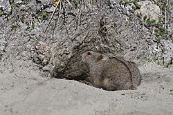 Lemming à collerette du Labrador ou lemming d'Ungava.jpg