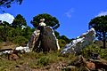 Massís de l'Albera (Alt Empordà) - 2