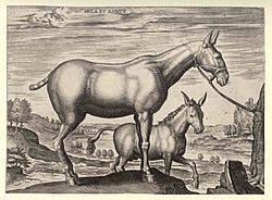 Archivo:Mula et Asinus 1578