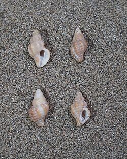 Muricopsis necocheana (4).jpg