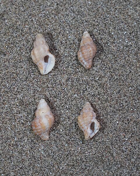 Muricopsis necocheana (4)