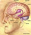 NIA human brain drawing