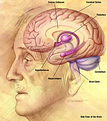 Archivo:NIA human brain drawing